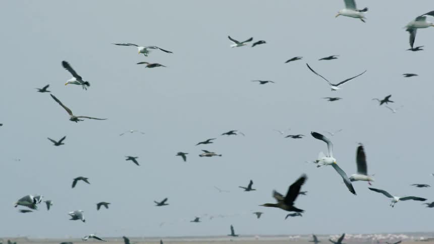 A flock of birds including seagulls geese and hawk fly above the beach looking to fish and land