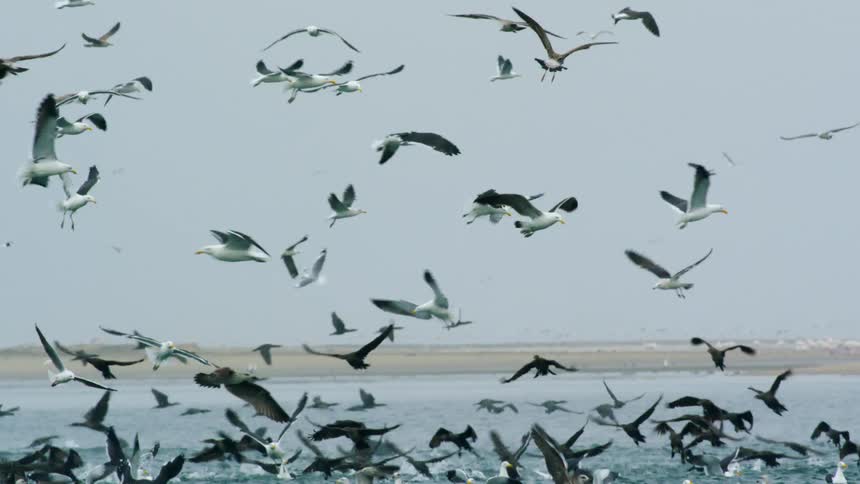 A flock of birds fly on the shore