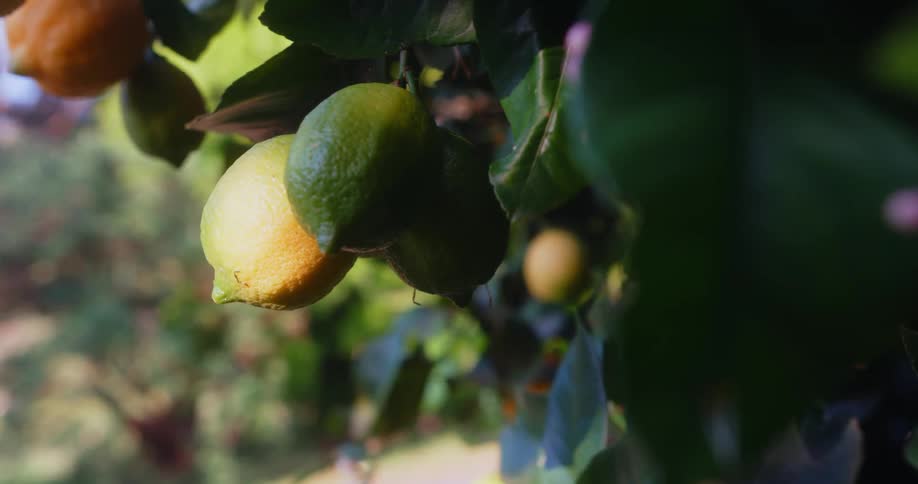 Lemons and limes are hanging from a tropical tree
