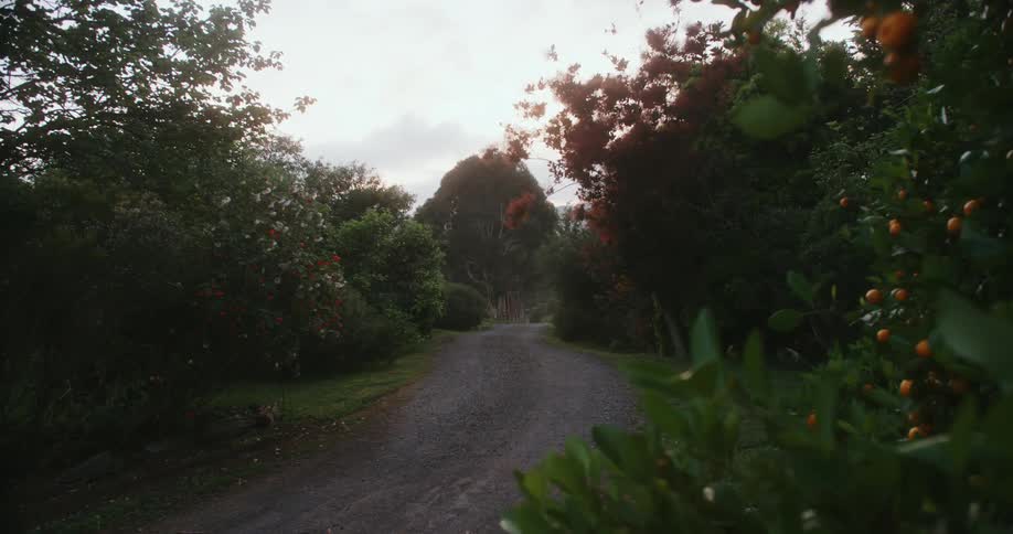 A dirt road is lined with trees and some have fruit on them