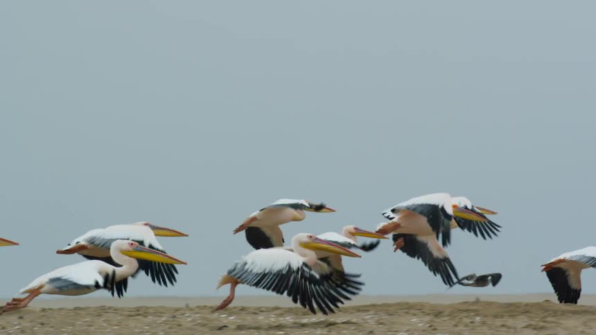 A flock of birds is flying over a beach while others stand in the sand