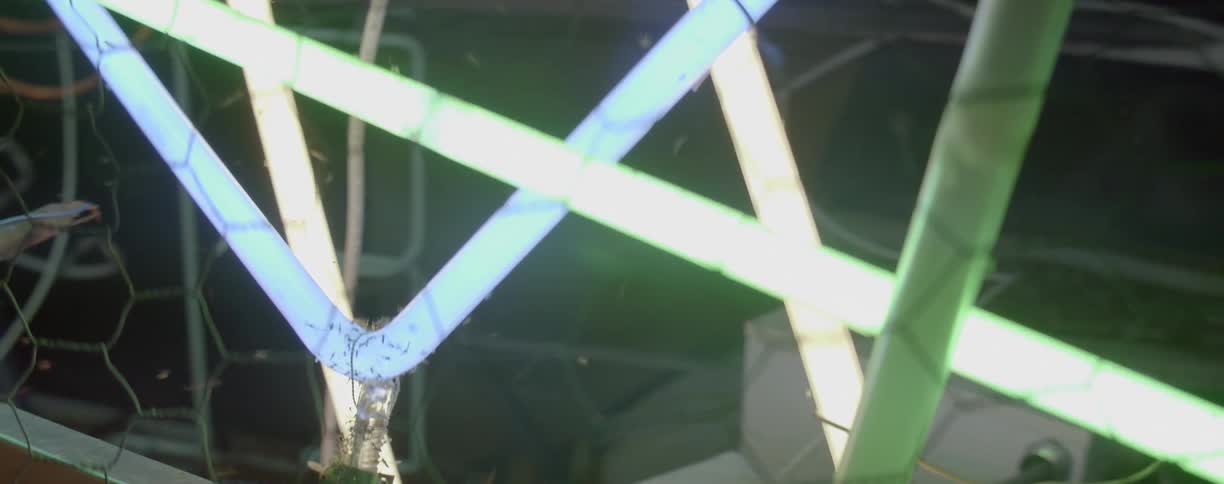 Bugs fly around neon bulbs at night