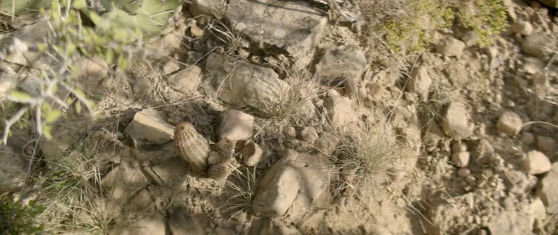 Shadows of objects being carried over rocks