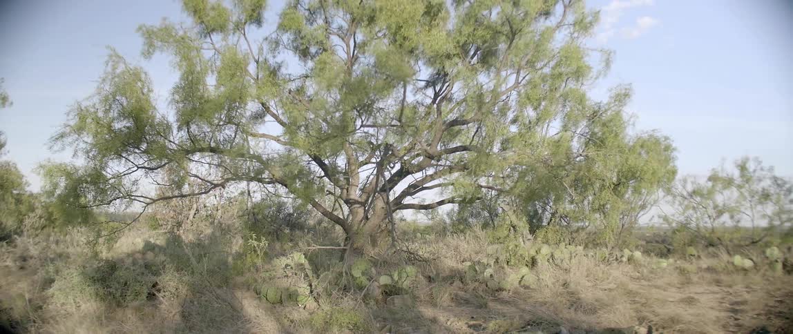 The wind blowing through a tree