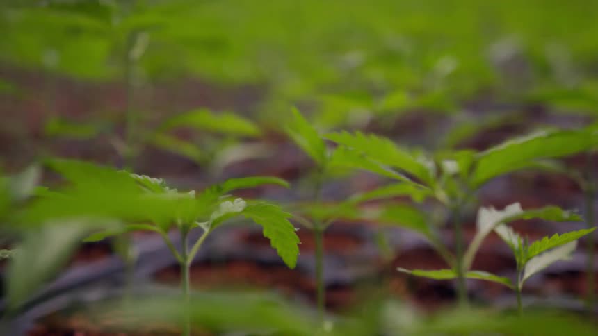 A close up of herbs in planting pots
