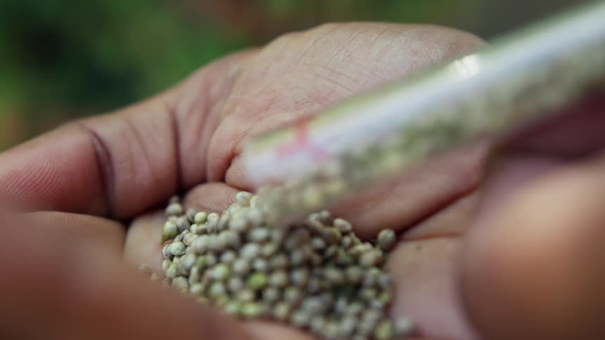 A man is holding a clear tube filled with marijuana seeds and he pours them into his hand