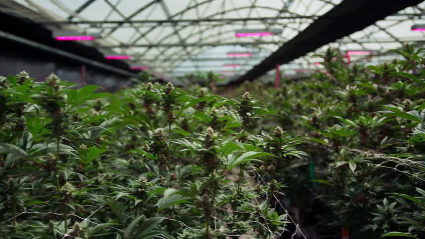 Rows of plants in a large greenhouse during the day