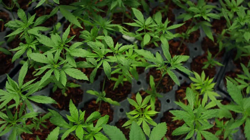 Plant seedlings grow in rows in small plots