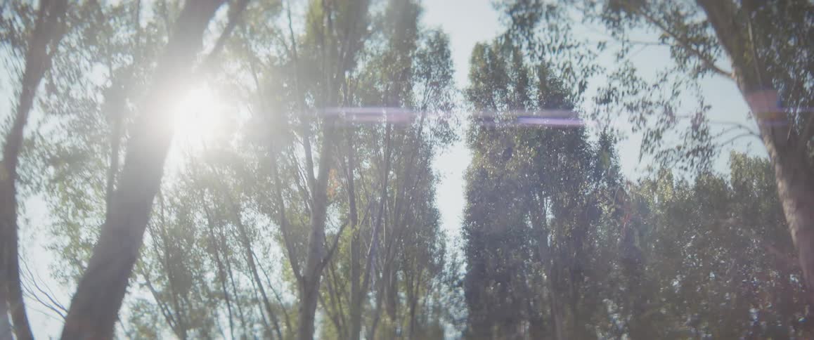 Sun passes through the trees as we tilt down on an old volvo suv