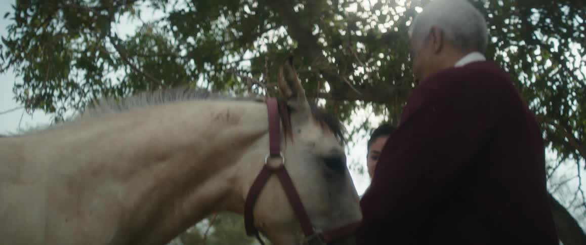 A woman approaches her grandfather standing under a tree feeding treats to a horse from his palm