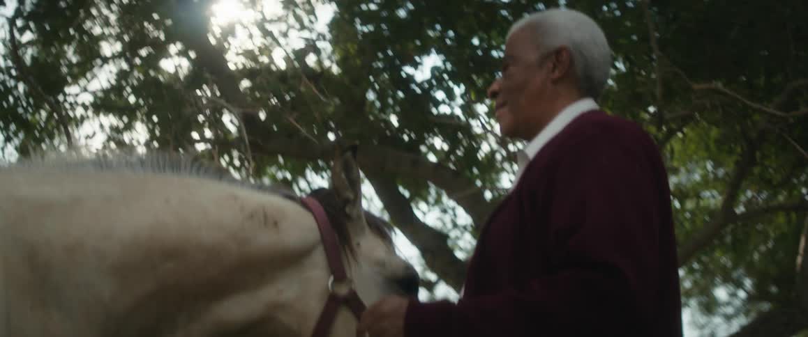 A man standing under a tree feeding a horse from his palm