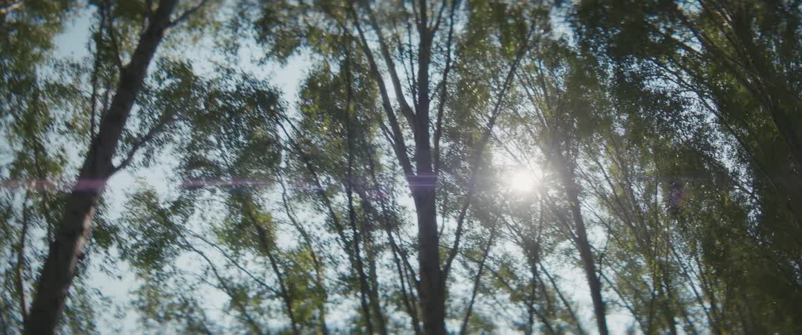 Sun shines in the blue sky through the branches of tall thin trees