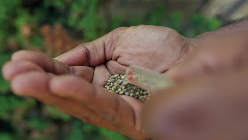 Person pours seeds into cupped hand