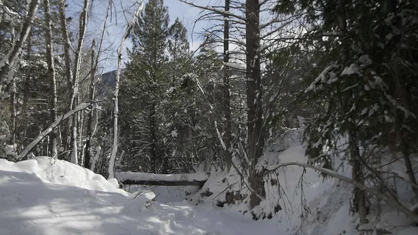 Forest area covered in snow