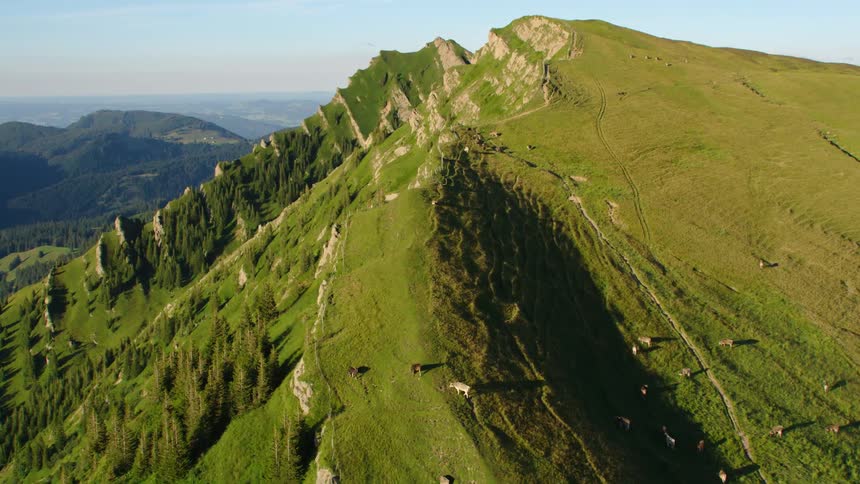 Aerial view of a herd of cows grazing on mountain slope