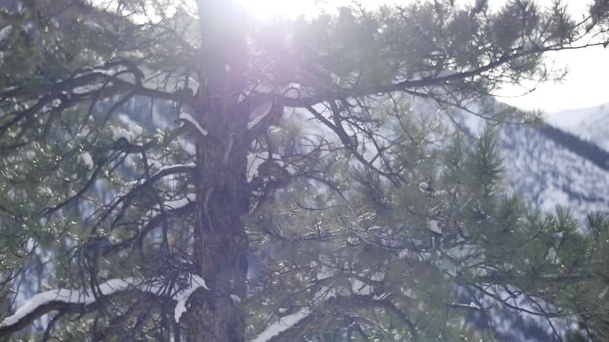 The sun shining through snow-covered pines