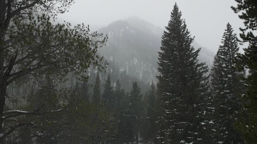 Snow falls in an evergreen forest