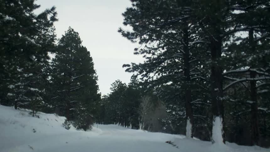 A road surrounded by trees is covered with snow