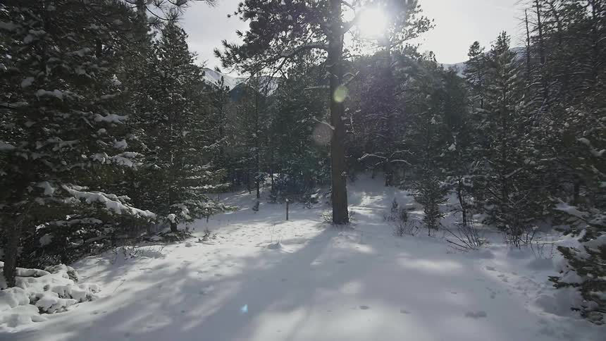 A snow covered hillside with trees beneath a bright sun