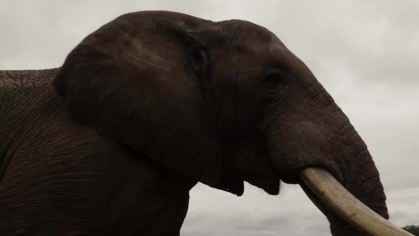 Close up of elephant walking with giant tusks