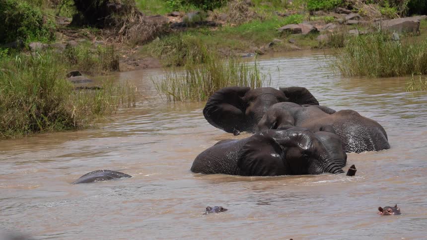 A herd of elephants cool off in an African watering hole surrounded by hippos