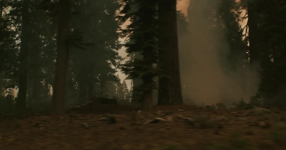 Smoke rises from a fire burning in the forest