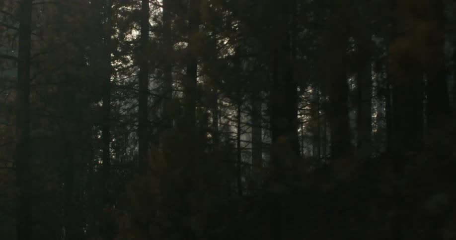 The sun shines on a foggy winding road through a mountain forest