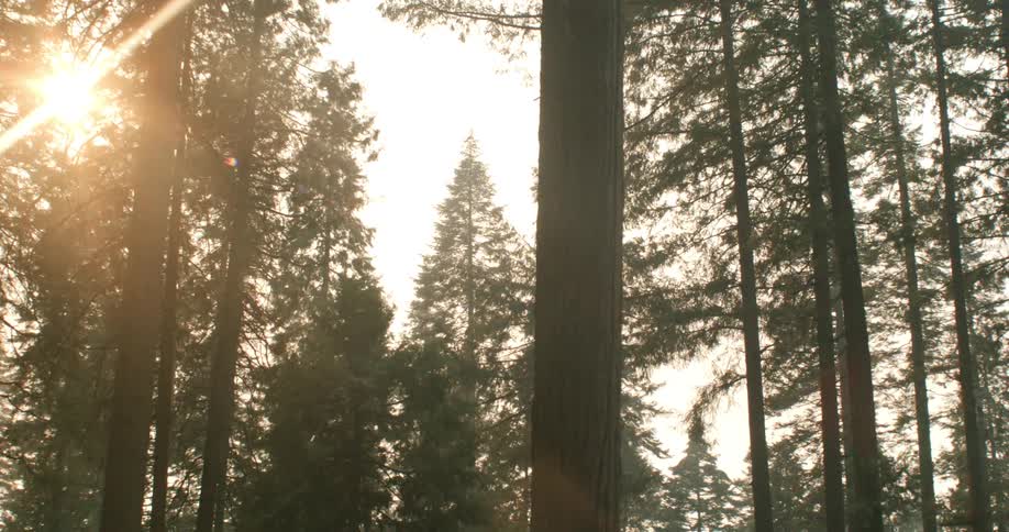 Sun shines on the tall trees in the forest