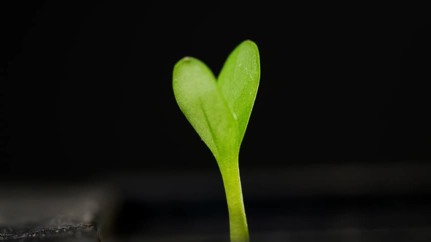 Close up of a small plant growing against black