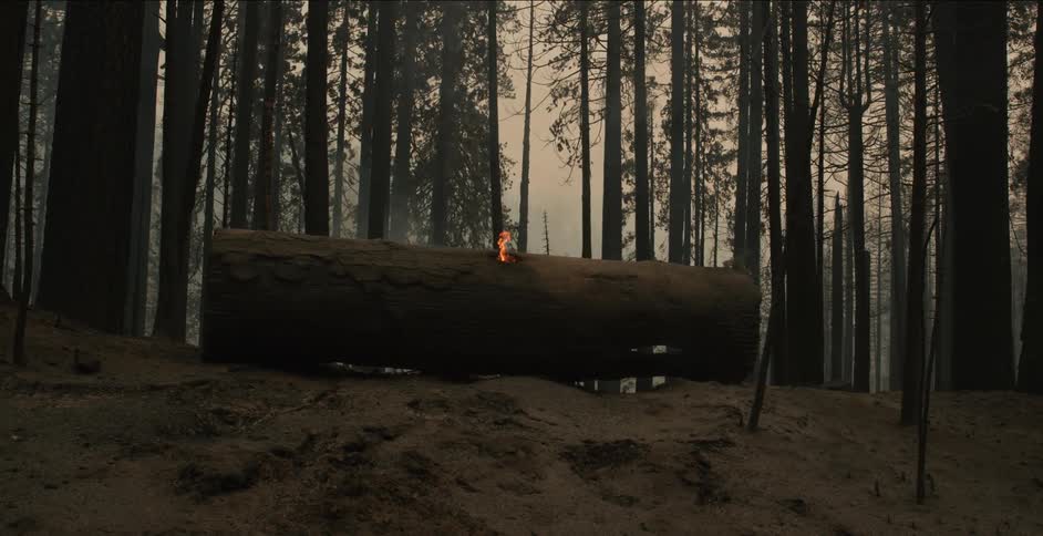 Fire burns in the center of a large log laying in the forest