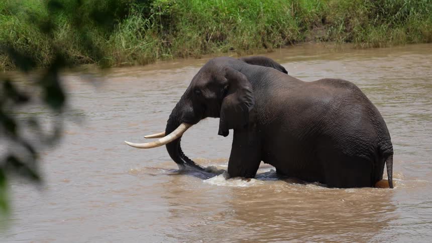 An elephant sprays itself with its trunk in African watering hole