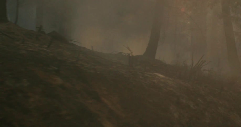 Fog sits on top of a hill in the forest