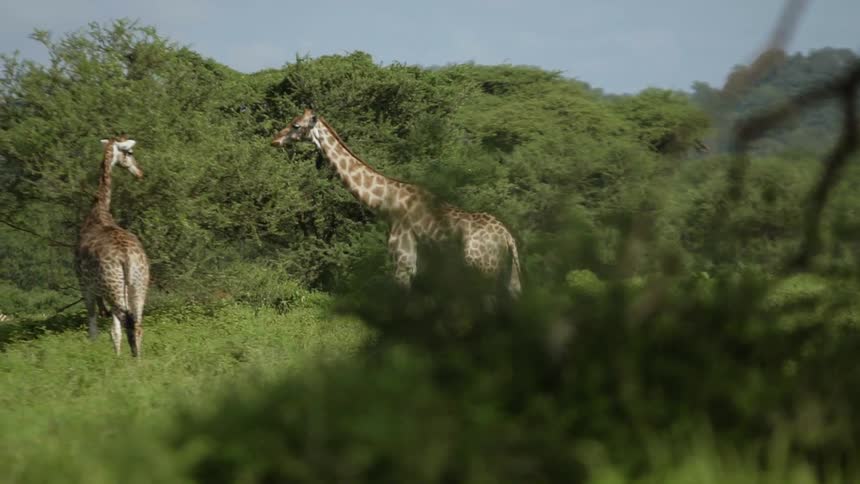 A giraffe in a grassy plain walks past a zebra towards another giraffe