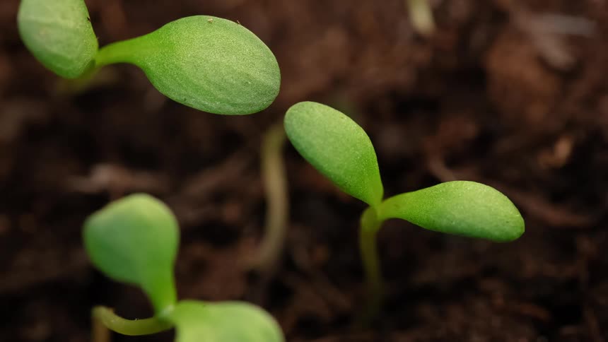 The sun is shining and plant sprouts as they grow from the earth