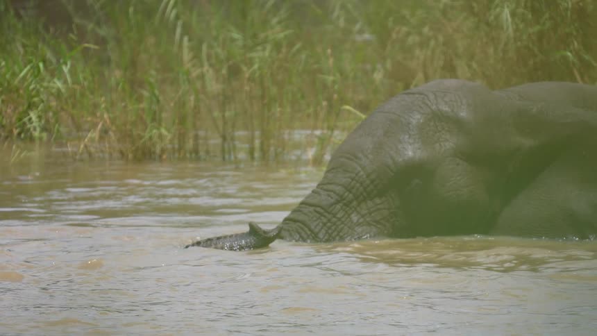Slow motion shot of elephant bathing in watering hole