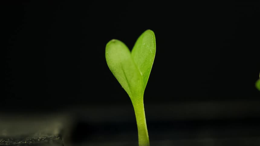 A growing seedling with two leaves emerges from the soil