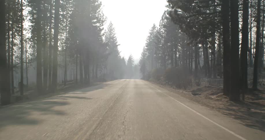 A misty fog hangs over a forest road as the sun shines upon it