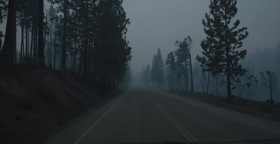 Road through a pine tree forest covered in fog or mist at evening