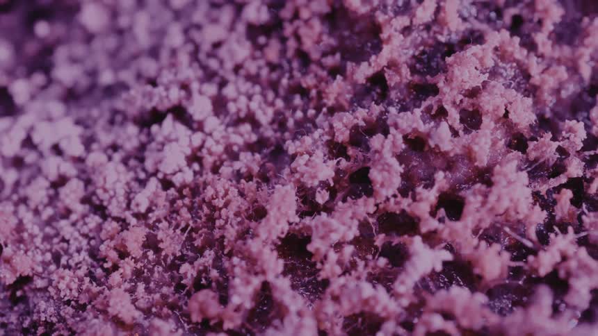 Timelapse of insects and life moving around purple fungi moss, mycorrhizal network