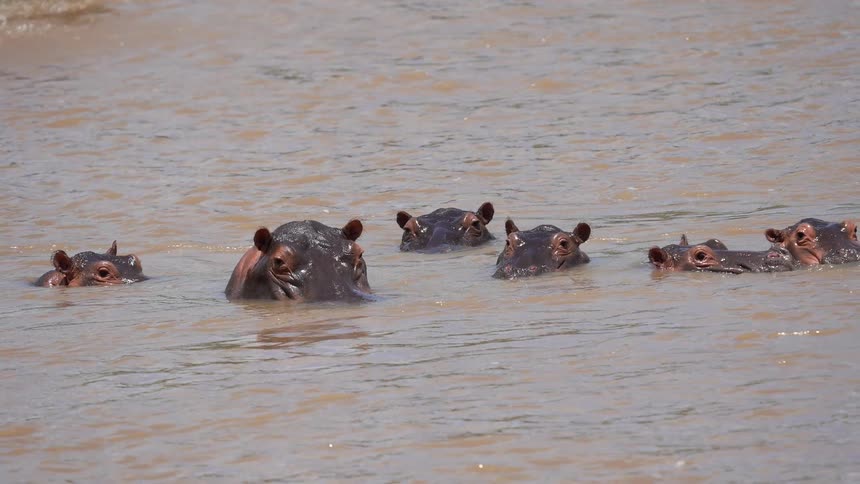 Hippos wiggle their ears while partially submerged in African river