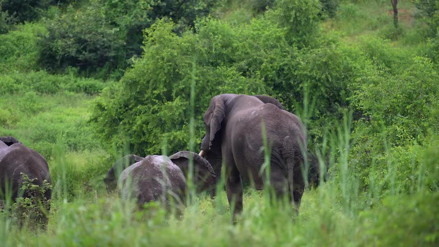 Herd of elephantsgrazing in the lush green African savanna