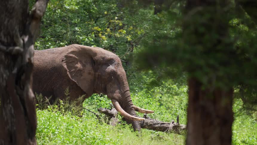 An elephant with tusks standing in tall grass near a fallen tree