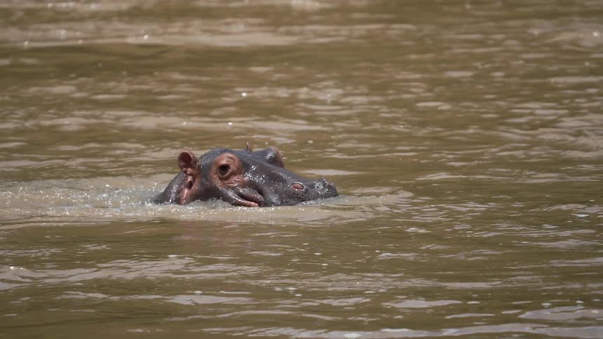 Hippopotamus swims through water spouting water through its nostril and leaving a wake