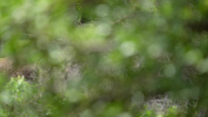 A rhinoceros is moving through a field near trees as the sun shines brightly