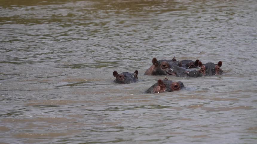 A group of hippopotamuses relax together in a river during the day
