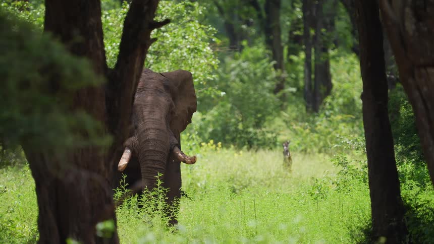 An elephant standing in a clearing in woodland during the day
