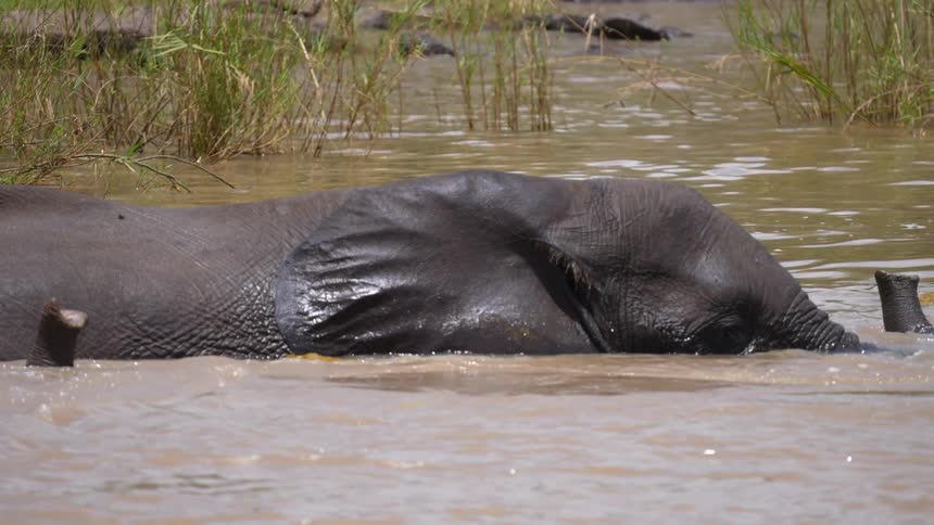 An elephant is relaxing in a swamp and its trunk is sticking out of the water