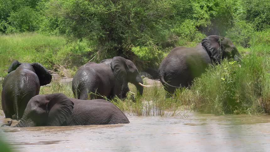 Elephants are wading in a swamp and water splashes as they move