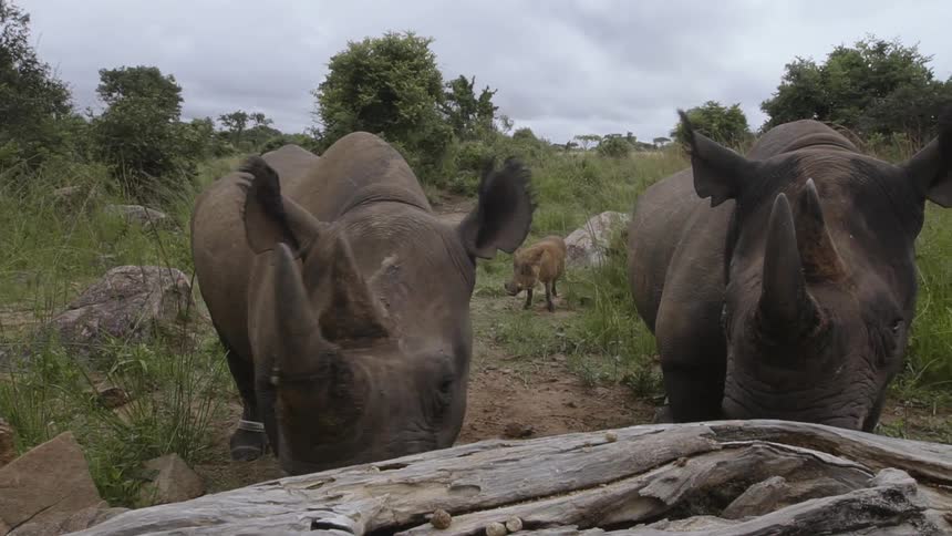 Rhinoceros walks over the rocks towards the fallen log in a field