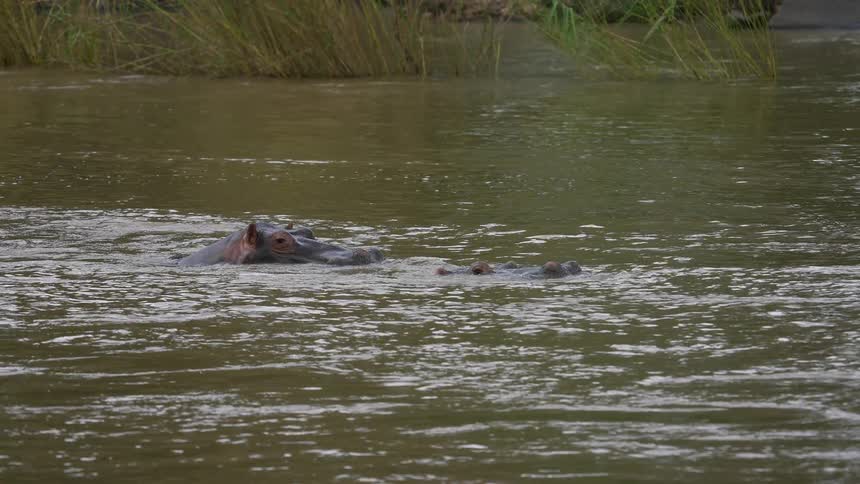 In the summer time there is a view of a lake with an animal swimming
